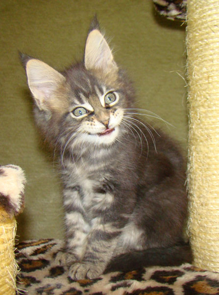     Catsvill County!   !    !       !!!    Catsvill County +7-926-544-74-09     .   ,   ,   ,    ,   ,  ,     ,   -,    ,   !